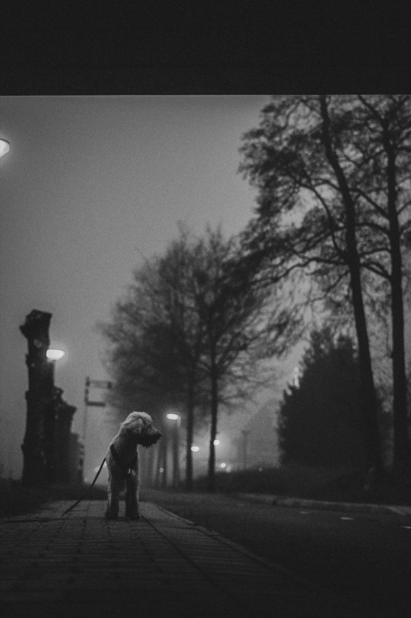 Hond alleen op een mistige straat