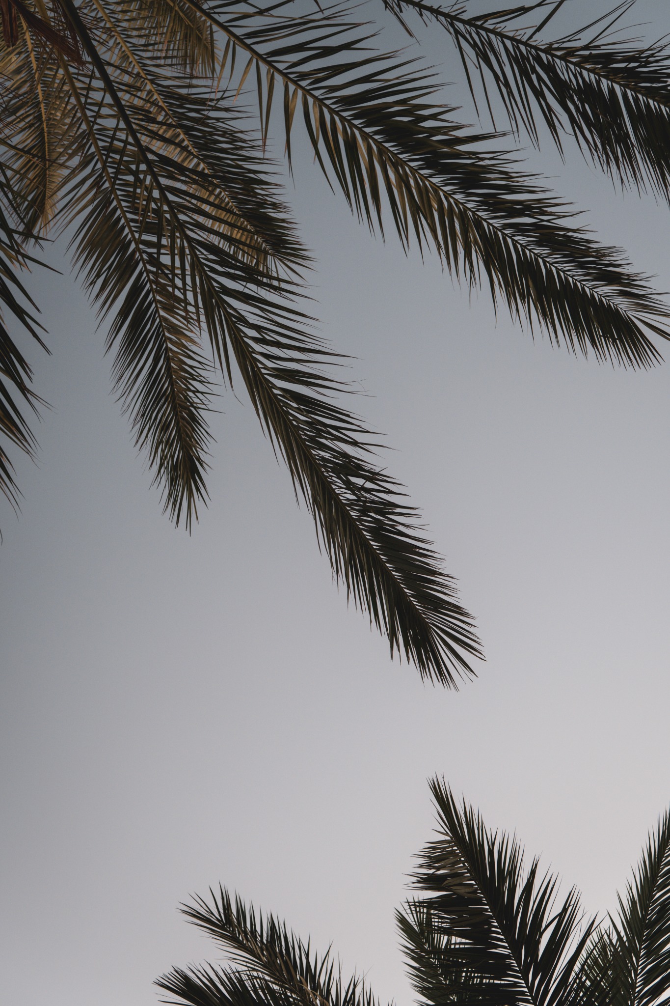 Palmbladeren tegen een lichte avondlucht